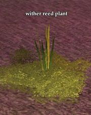 Wither reed plant