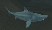 A cove shark