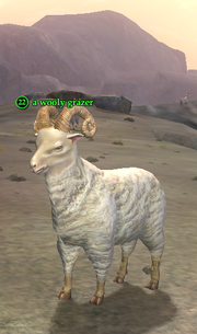 A wooly grazer