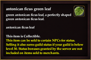 Antonican ficus green leaf
