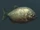 An Ancient Shoal Fish