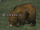 A willowtip grizzly
