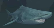 Race: Shark - to upload a more specific image, click JPG or PNG