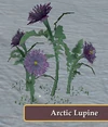 Arctic Lupine