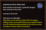 Antonican ficus blue leaf