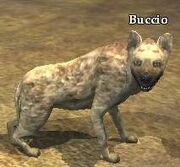 Buccio