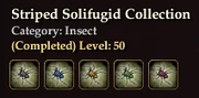 Striped Solifugid Collection