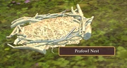 Peafowl Nest
