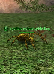 A yellow recluse spiderling