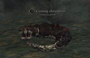 A young shrumbler