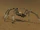A dune spider