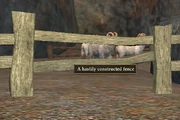 Release the captured animals