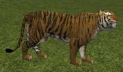 Race tiger