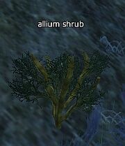 Allium shrub