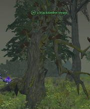 A blacktimber treant