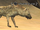 A karda hyena