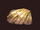 Closed-clam-shell-(visible).png