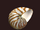Beheamoth-nautilus-shell-(visible).png