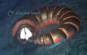 Alligator leech