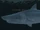A shoreline shark
