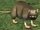 A moat rat