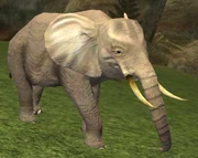 Race: Elephant - to upload a more specific image, click JPG or PNG