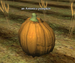 An antonica pumpkin