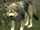 A timber wolf