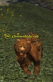 A brownhide cub