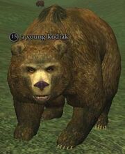 A young kodiak (Antonica)