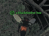 A blacktimber bee