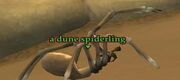 A dune spiderling