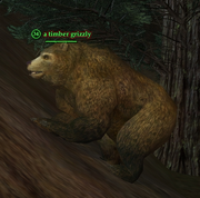 A timber grizzly