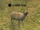 A mith deer