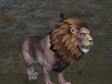 A savanna lion