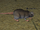 A scrub rat