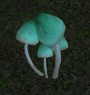 Goosecap-mushroom