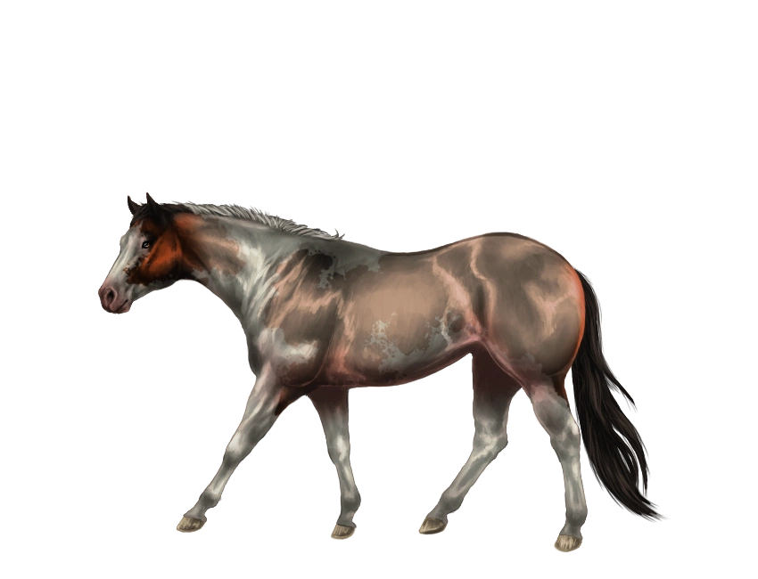 American Paint Horse Eqcetera 2 Wiki Fandom