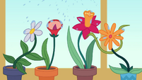 Potted flowers getting showered with water EGDS8