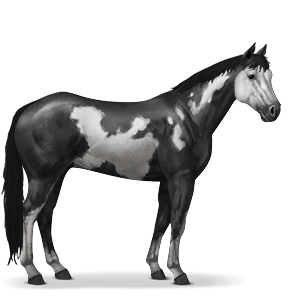 Paint Horse Wiki Equideow FR Fandom