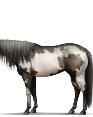 Equinepassion American Paint Horse Browser Games Wiki Fandom