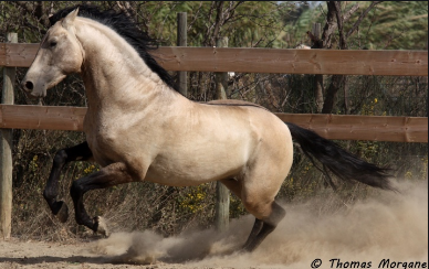 Cheval isabelle pommelé best sale