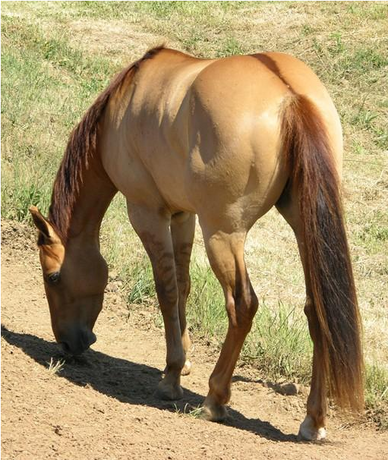 Gene dun Wiki Des fans d Equitation Fandom