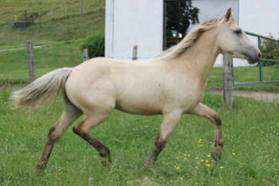 Couleur isabelle cheval new arrivals