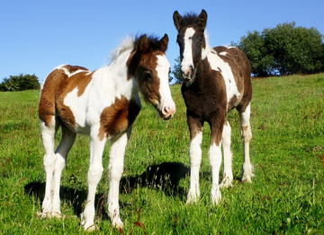 Cheval pie alezan online
