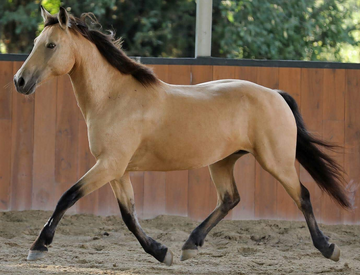 Isabelle Bunckskin robe Wiki Des fans d Equitation Fandom