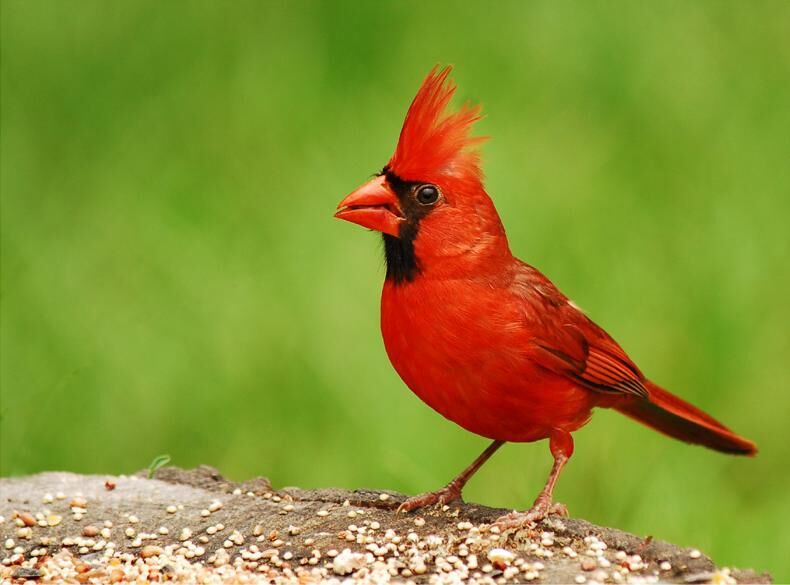 General Information about the Northern Cardinal- Cardinalis