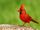 Cardinal (bird)