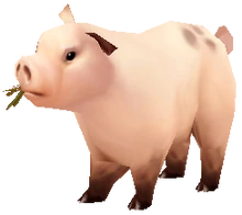 Pig