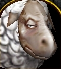 Sheep face.jpg